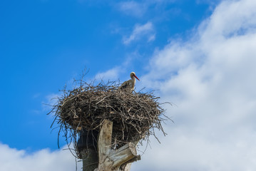 Stork in the nest against the blue sky 