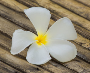 Closeup shot of white whith yellow petal plumeria on bamboo table.