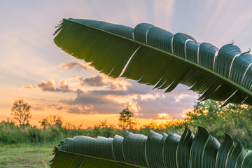 Banana leaves with fantastic heaven sunset on poaceae field - sun through clouds.
