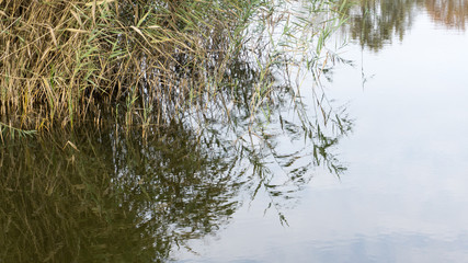 Schilf am See mit Spiegelung in der Wasseroberfläche