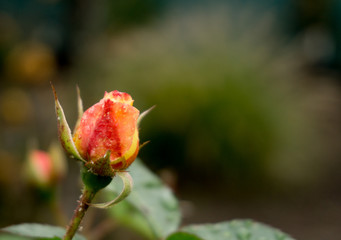 Orange Rosenknospe im Gr&uuml;nen