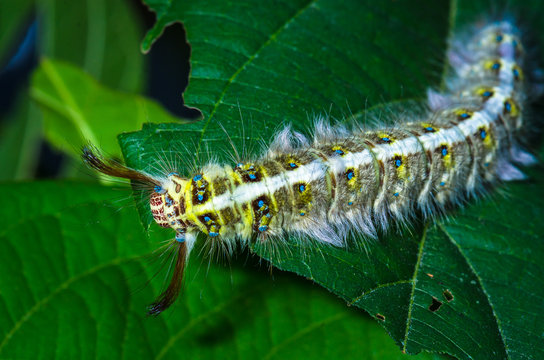 hairy caterpillar was eating green leaves in the meadows