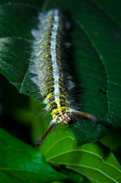hairy caterpillar was eating green leaves in the meadows
