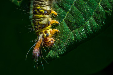 hairy caterpillar was eating green leaves in the meadows