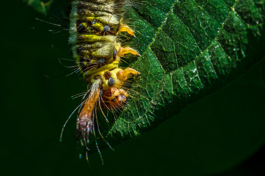 hairy caterpillar was eating green leaves in the meadows
