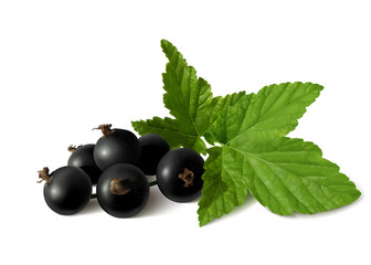 Black currant with green leaves on white background