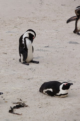 Cute penguins at Boulders Beach,Cape Town