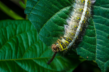 hairy caterpillar was eating green leaves in the meadows
