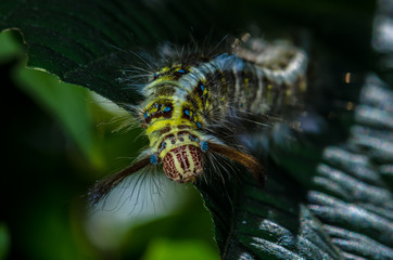 hairy caterpillar was eating green leaves in the meadows