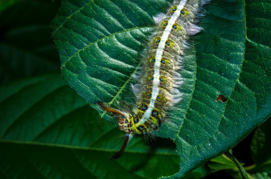 hairy caterpillar was eating green leaves in the meadows