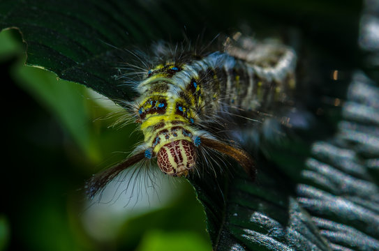 hairy caterpillar was eating green leaves in the meadows