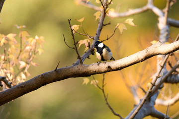 秋　シジュウカラ