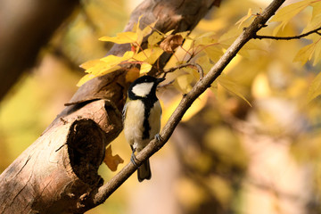 秋　シジュウカラ