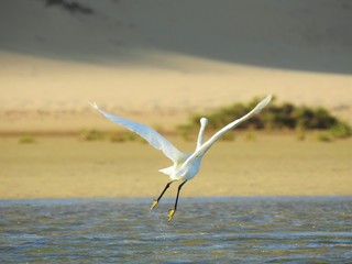 little egret