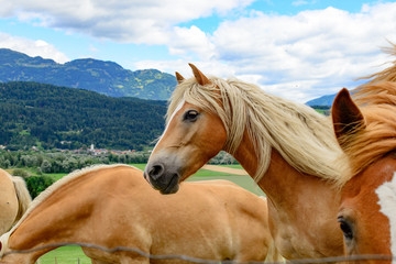 Horses in Austria - 127463663