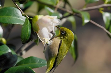 Japanese white-eye