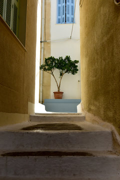 Small olive tree at the end of a narrow path
