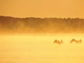 birds in the misty morning fog