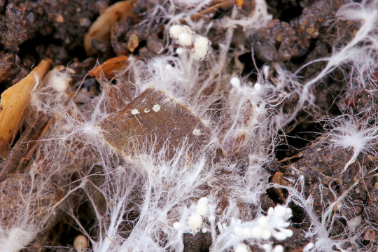 The fibers of the white fungus