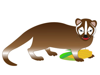 とうもろこしを食べるハクビシン