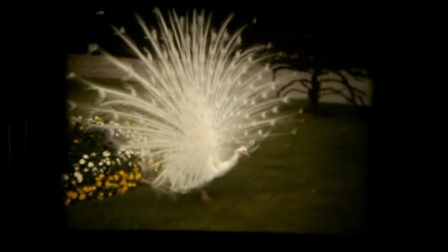 CANNOBIO, Italy, 1975: the train of a white peacock. Vintage shot, editorial use.
