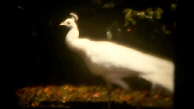 A white peacock with a big train. Close-up. Vintage shot.
