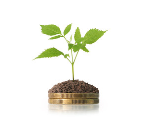 Coins graph stock market