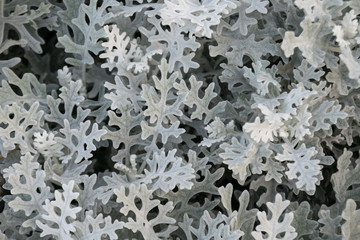dusty miller plant