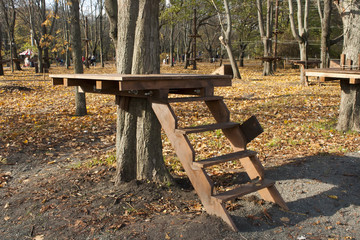 Wooden stairs on a tree