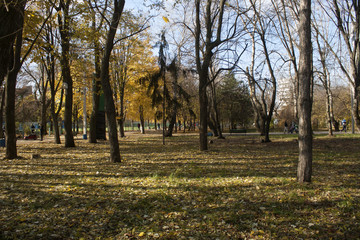 Autumn landscape. Beautiful yellow trees