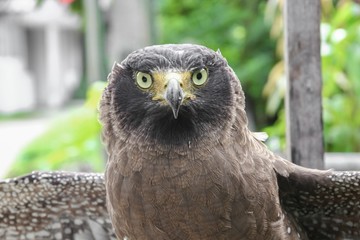  Close-up Falcon Peregrine