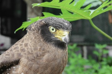  Close-up Falcon Peregrine