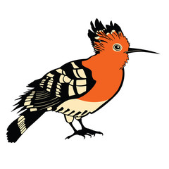 Birds collection Hoopoe Color vector