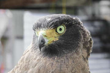  Close-up Falcon Peregrine