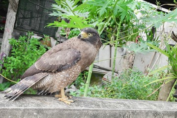  Close-up Falcon Peregrine