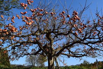 収穫間近の柿