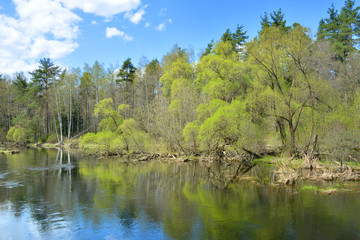 Fototapeta na wymiar Spring on the river