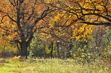 Autumn in the oak grove