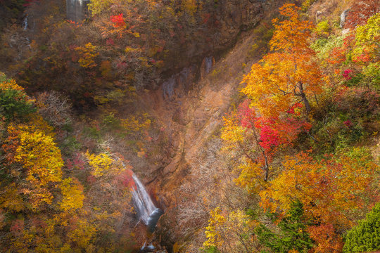 View Beautiful Autumn in Japan