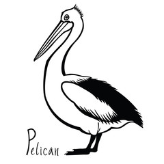 Birds collection Pelican Black and white vector