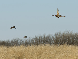 Flying Ring-necked Pheasants