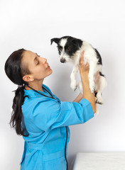 small mongrel dog examination by a veterinary doctor
