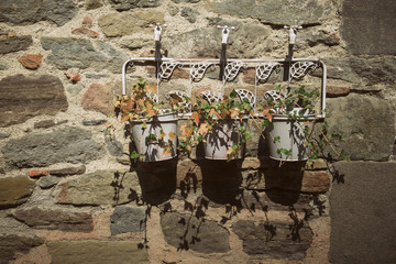 Ivy in pots on the wall