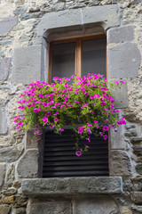 Fototapeta na wymiar Petunia flowers in the window