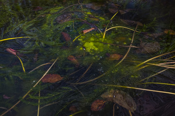 Gartenteich im Spätherbst