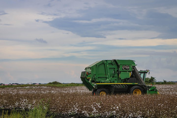 Fototapeta premium Cotton Field Machine