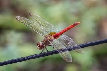 Red Dragonfly on Tightrope