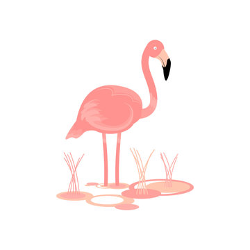 Flamingo Bird Vector