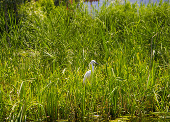 Heron, Dal Lake, Kashmir, India