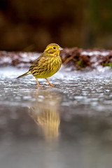 Yellowhammer on ice floor